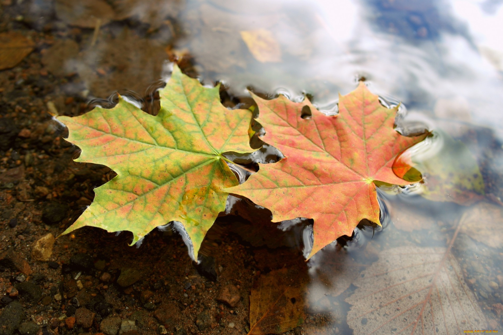 Кленовые листья осенью в воде